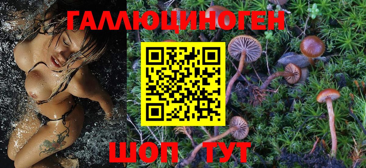 Галлюциногенные грибы Psilocybine cubensis  Вход с VPN  Владикавказ  Псилоцибиновые грибы прущие грибы 
